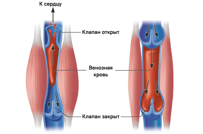 Лечение геморроя у мужчин