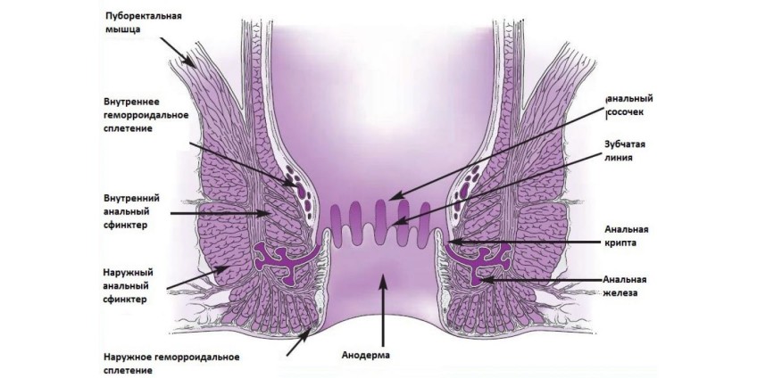 анатомия ануса